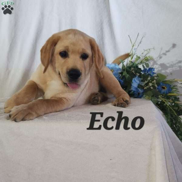 Echo, Yellow Labrador Retriever Puppy